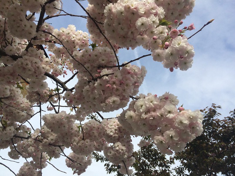 photograph of cherry tree in blossom